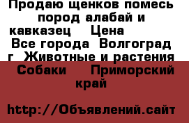 Продаю щенков помесь пород алабай и кавказец. › Цена ­ 1 500 - Все города, Волгоград г. Животные и растения » Собаки   . Приморский край